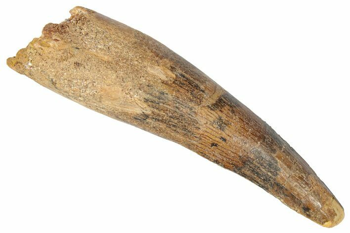 Bargain, Fossil Spinosaurus Tooth - Real Dinosaur Tooth #346306